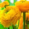 Menu Yellow Tecolote® Ranunculus