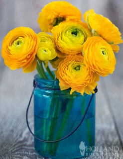 Menu Yellow Tecolote® Ranunculus -Outlet Holland Bulb Farms Store 78112 yellow ranunculus 2