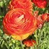 Menu Sunset Tecolote® Ranunculus