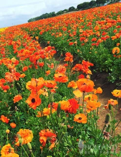 Menu Sunset Tecolote® Ranunculus -Outlet Holland Bulb Farms Store 78113 orange ranunculus 2