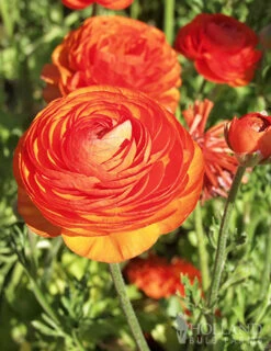 Menu Sunset Tecolote® Ranunculus