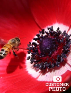 Menu Anemone De Caen - Windflower -Outlet Holland Bulb Farms Store 78114 anemone de caen 6
