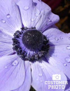 Menu Anemone De Caen - Windflower -Outlet Holland Bulb Farms Store 78114 anemone de caen 7