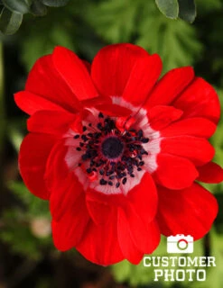 Menu Anemone De Caen - Windflower -Outlet Holland Bulb Farms Store 78114 anemone de caen 8