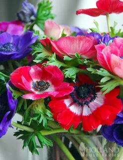 Menu Anemone De Caen - Windflower