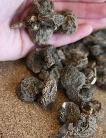 Menu Deer Resistant Cut Flower Garden Collection 14 Menu Deer Resistant Cut Flower Garden Collection - Image 12