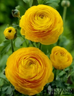 Menu Summer Bouquet Garden -Outlet Holland Bulb Farms Store 78115 mixed buttercups 1