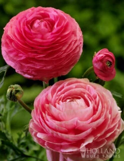 Menu Summer Bouquet Garden -Outlet Holland Bulb Farms Store 78115 mixed buttercups 3 1