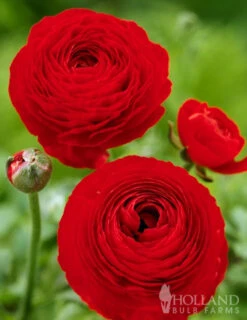 Menu Summer Bouquet Garden -Outlet Holland Bulb Farms Store 78115 mixed buttercups 4 1