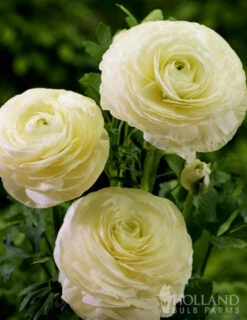 Menu Summer Bouquet Garden -Outlet Holland Bulb Farms Store 78115 mixed buttercups 5 1