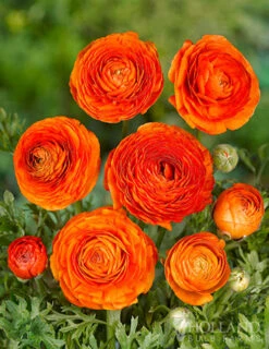 Menu Mixed Buttercup -Outlet Holland Bulb Farms Store 78115 mixed ranunculus