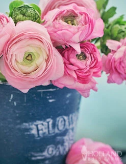 Menu Pink Tecolote® Ranunculus -Outlet Holland Bulb Farms Store 78116 pink ranunculus 2