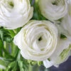 Menu White Tecolote® Ranunculus