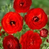 Menu Red Tecolote® Ranunculus