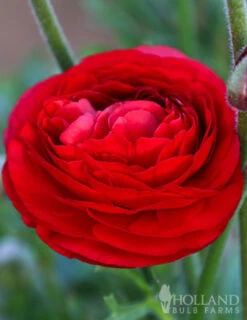 Menu Red Tecolote® Ranunculus 7 Menu Red Tecolote® Ranunculus -Outlet Holland Bulb Farms Store 78118 red ranunculus 2