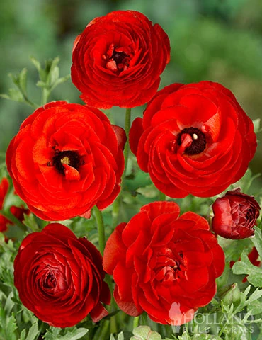 Menu Red Tecolote® Ranunculus 3 Menu Red Tecolote® Ranunculus