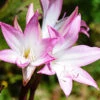 Menu Amaryllis Belladonna -Outlet Holland Bulb Farms Store 78120 amaryllis belladonna
