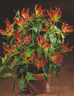 Menu Glory Lily -Outlet Holland Bulb Farms Store 78121 glory lily 4