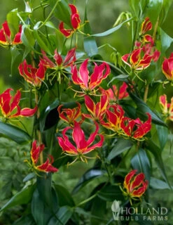 Menu Glory Lily -Outlet Holland Bulb Farms Store 78121 glory lily 5