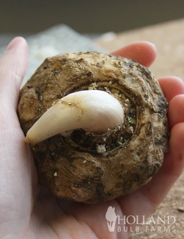 Menu Arum Cornutum - Voodoo Lily 4 Menu Arum Cornutum - Voodoo Lily - Image 2