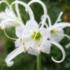 Menu Peruvian Daffodil Or Spider Flower