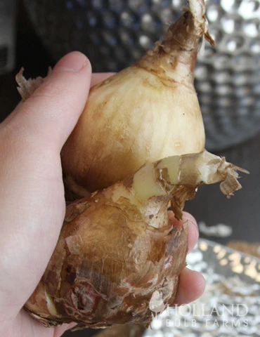 Menu Peruvian Daffodil Or Spider Flower 4 Menu Peruvian Daffodil Or Spider Flower - Image 2