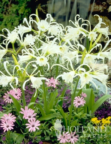 Menu Peruvian Daffodil Or Spider Flower 5 Menu Peruvian Daffodil Or Spider Flower - Image 3