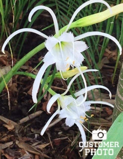 Menu Peruvian Daffodil Or Spider Flower 11 Menu Peruvian Daffodil Or Spider Flower -Outlet Holland Bulb Farms Store 78124 peruvian daffodil 5