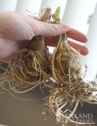 Menu Japanese Spider Lily 4 Menu Japanese Spider Lily - Image 2