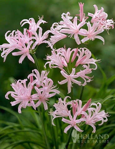 Menu Japanese Spider Lily 3 Menu Japanese Spider Lily