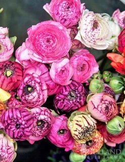Menu Picotee Mix Tecolote® Ranunculus