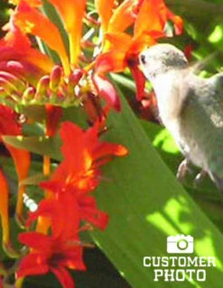 Menu Montbretia Or Crocosmia -Outlet Holland Bulb Farms Store 78128 montbretia 2