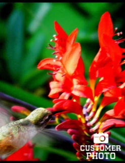 Menu Montbretia Or Crocosmia -Outlet Holland Bulb Farms Store 78128 montbretia 3