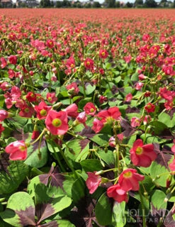 Menu Iron Cross (Oxalis) 10 Menu Iron Cross (Oxalis) -Outlet Holland Bulb Farms Store 78131 iron cross oxalis 2