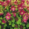 Menu Iron Cross (Oxalis) -Outlet Holland Bulb Farms Store 78131 iron cross oxalis 3
