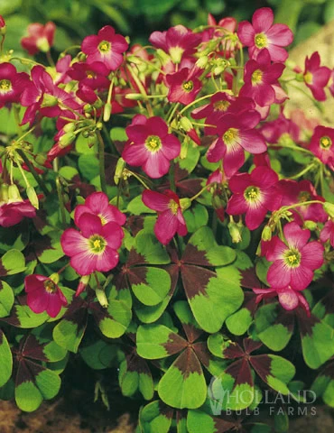 Menu Iron Cross (Oxalis) 3 Menu Iron Cross (Oxalis)