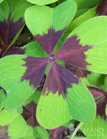 Menu Iron Cross (Oxalis) 6 Menu Iron Cross (Oxalis) - Image 4