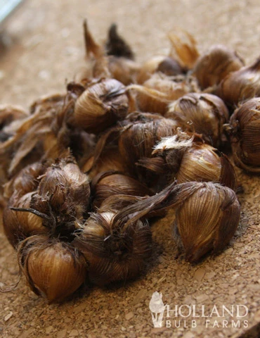 Menu Iron Cross (Oxalis) 7 Menu Iron Cross (Oxalis) - Image 5
