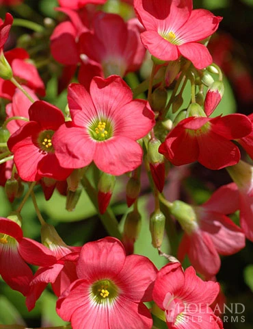 Menu Iron Cross (Oxalis) 8 Menu Iron Cross (Oxalis) - Image 6