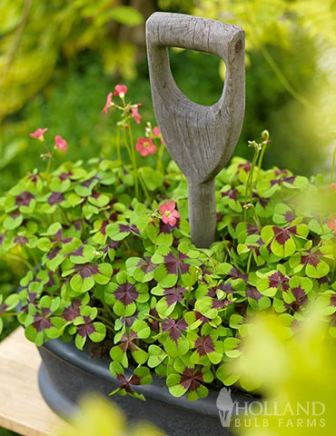 Menu Iron Cross (Oxalis) 4 Menu Iron Cross (Oxalis) - Image 2