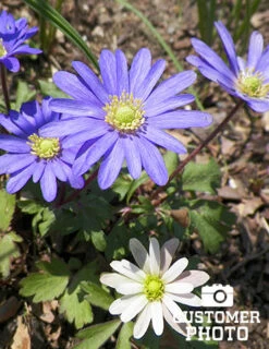 Menu Grecian Windflower- Anemone Blanda -Outlet Holland Bulb Farms Store 78133 grecian windflower 3