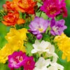 Menu Mixed Freesia Super Pack