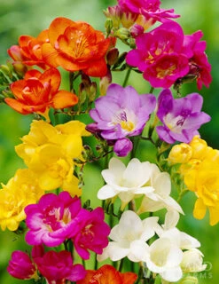 Menu Mixed Freesia Super Pack