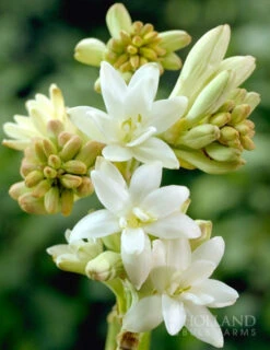 Menu Summer Moonlight Garden Flowers Collection -Outlet Holland Bulb Farms Store 78140 the pearl double flowering tuberosa