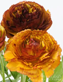 Menu Cafe Au Lait Ranunculus