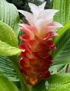 Menu Curcuma Collection -Outlet Holland Bulb Farms Store 78170 manee siam curcuma 4