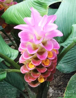 Menu Curcuma Collection -Outlet Holland Bulb Farms Store 78171 sweet memory curcuma