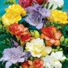 Menu Mixed Double Freesia