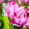 Menu Sweet Rosy Curcuma -Outlet Holland Bulb Farms Store 78182 sweet rosy curcuma 2 1