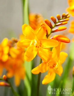 Menu Sunglow Crocosmia -Outlet Holland Bulb Farms Store 78183 sunglow crocosmia 2